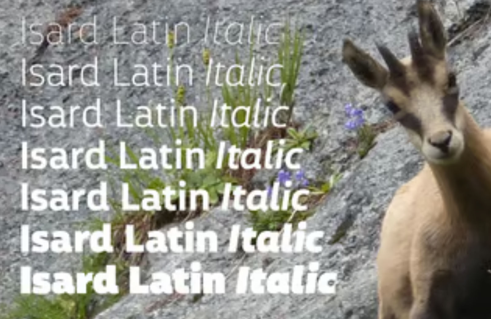 Isard