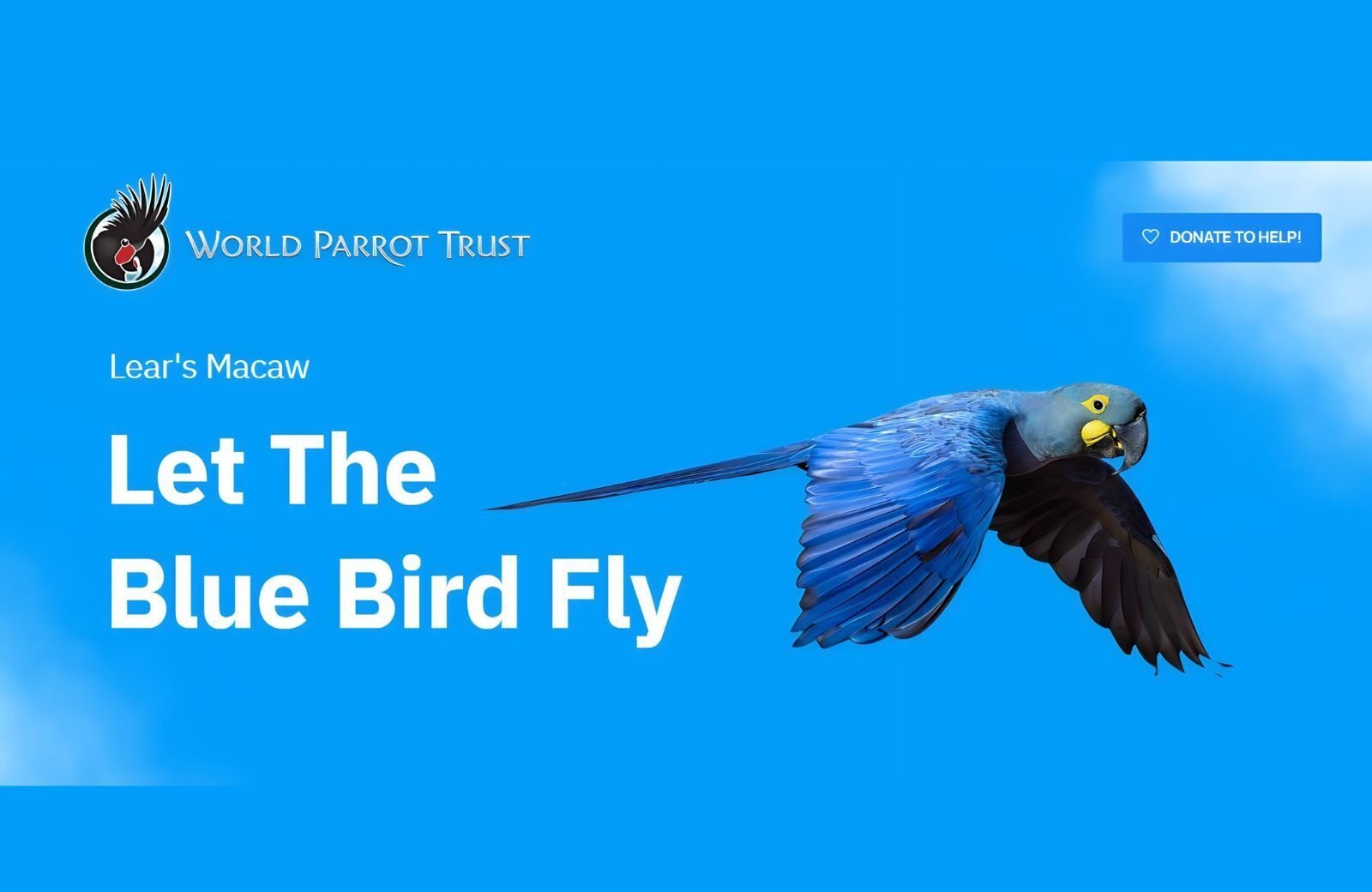 Twitter’s Extinct Blue Bird Logo Could Save a Real Blue Bird World Parrot Trust