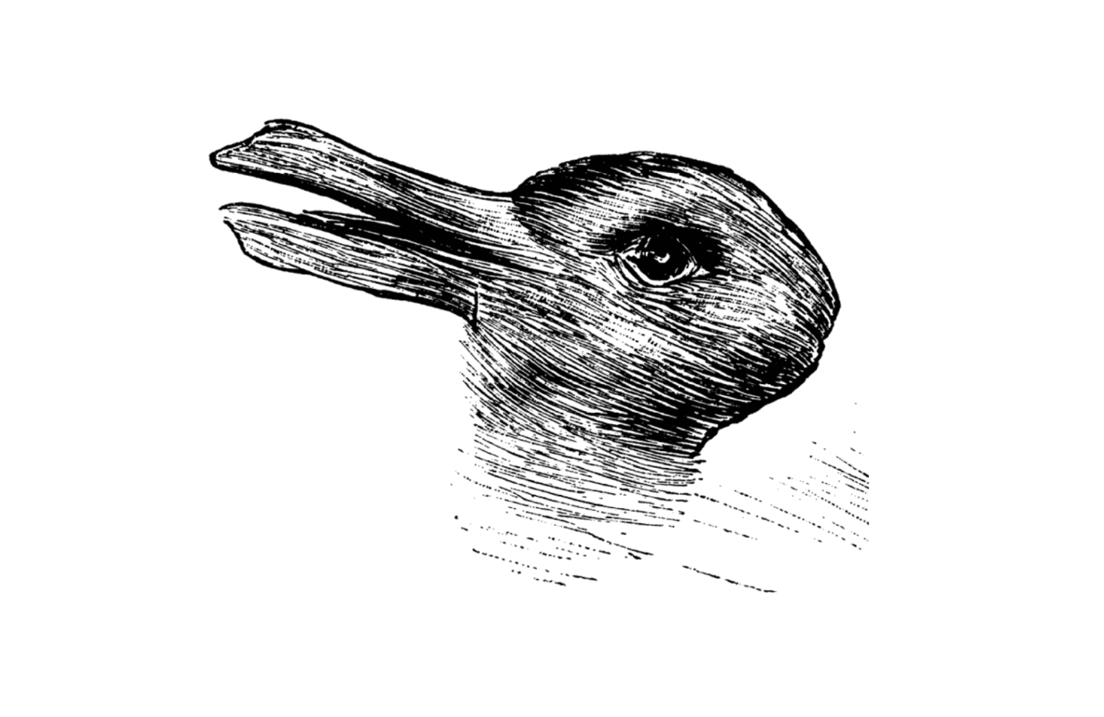 Frog Rabbit Illusion 20 Mind-Bending Illusions That Will Make You Question Reality