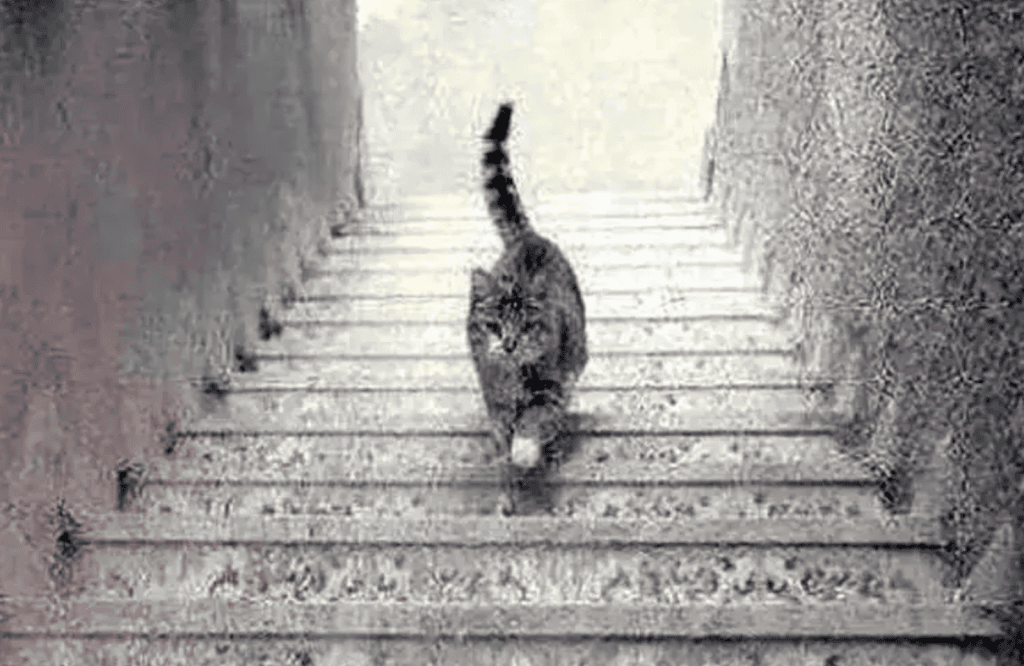 20 Mind-Bending Illusions That Will Make You Question Reality Cat